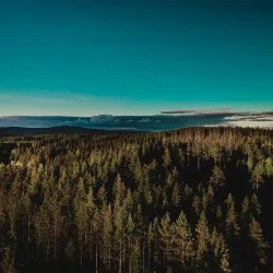 Finnskogen Forest - Kongsvinger
