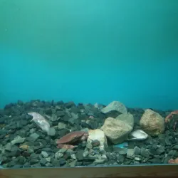 Karmøy Museum - Kopervik