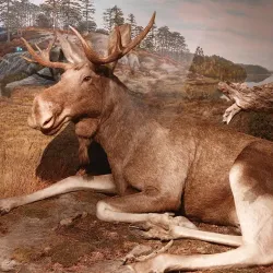 Agder Natural History Museum and Botanical Garden - Kristiansand