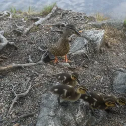 Baneheia and Ravnedalen Parks - Kristiansand