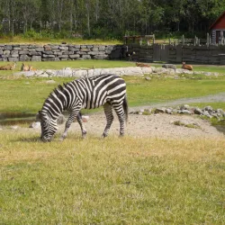Kristiansand Dyrepark (Kristiansand Zoo and Amusement Park) - Kristiansand