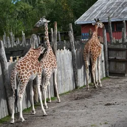 Kristiansand Dyrepark (Kristiansand Zoo and Amusement Park) - Kristiansand