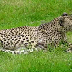 Kristiansand Dyrepark (Kristiansand Zoo and Amusement Park) - Kristiansand