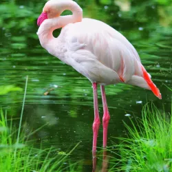 Kristiansand Dyrepark (Kristiansand Zoo and Amusement Park) - Kristiansand