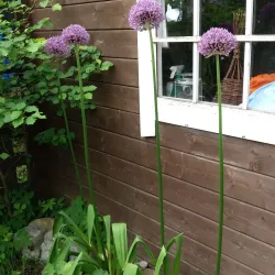 Lakselv River - Lakselv