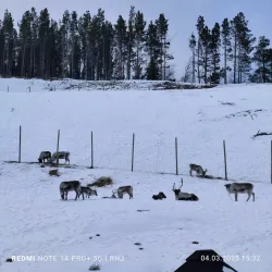 Sami Siida in Lakselv - Lakselv