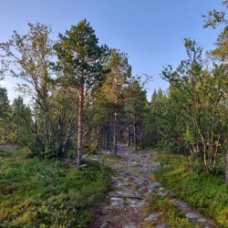 Stabbursdalen National Park - Lakselv