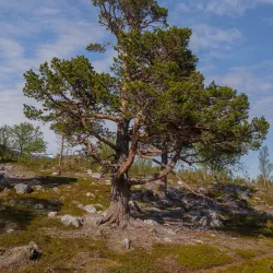 Stabbursdalen National Park - Lakselv