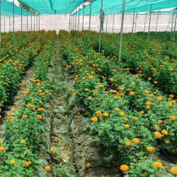 Local Farms and Agritourism - Lalm