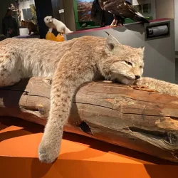 Norsk Skogmuseum (Norwegian Forest Museum) - Lillestrom