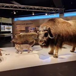 Norsk Skogmuseum (Norwegian Forest Museum) - Lillestrom
