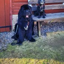 Skedsmo Bygdemuseum - Lillestrom