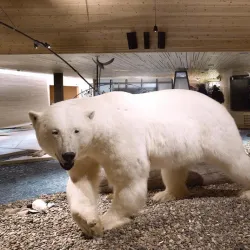 Svalbard Museum - Longyearbyen