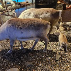 Svalbard Museum - Longyearbyen