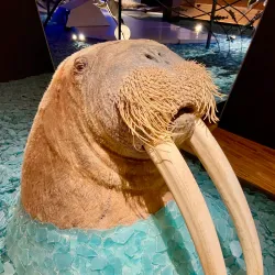 Svalbard Museum - Longyearbyen