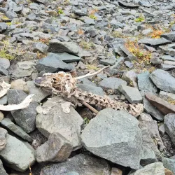 Svalbard Reindeer Viewing - Longyearbyen