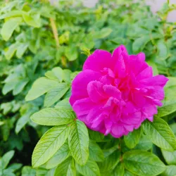 Molde Rose Garden (Rosenes By) - Molde