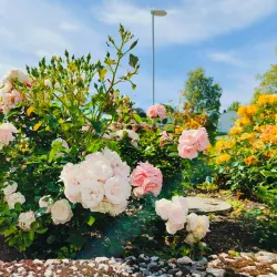 Molde Rose Garden (Rosenes By) - Molde