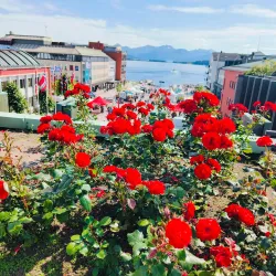 Molde Rose Garden (Rosenes By) - Molde