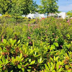 Molde Rose Garden (Rosenes By) - Molde