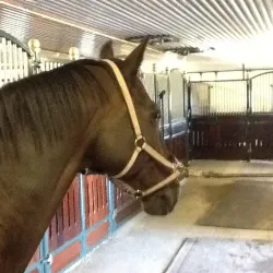 Kjølberg Farm - Mysen