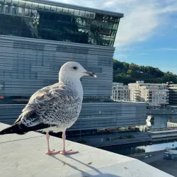 Oslo Opera House - Oslo