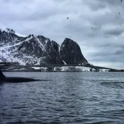Reinefjord Kayaking - Reine