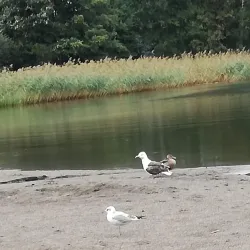 Nordbytjernet Lake - Ås