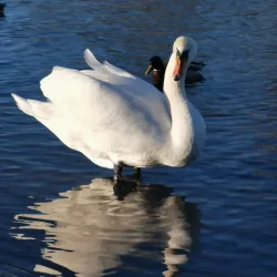 Nordbytjernet Lake - Ås