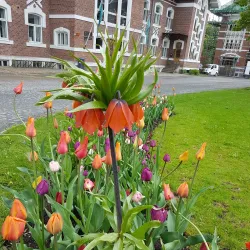 Norwegian University of Life Sciences (NMBU) - Ås