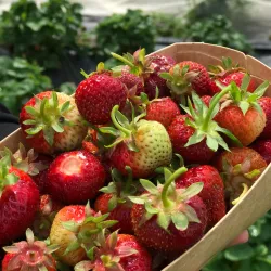 Ås Farmers Market - Ås