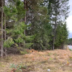 Ås Forest Trails - Ås