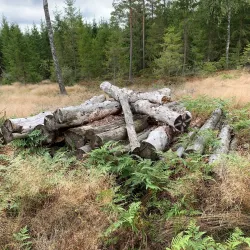 Ås Forest Trails - Ås
