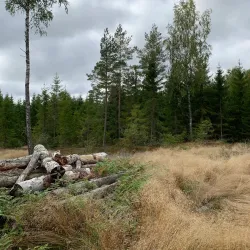 Ås Forest Trails - Ås