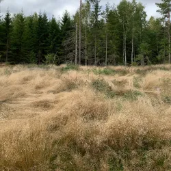 Ås Forest Trails - Ås