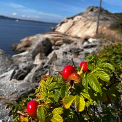Folehavna Nature Reserve - Sandefjord