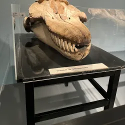 Whaling Museum (Hvalfangstmuseet) - Sandefjord