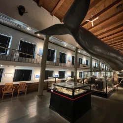 Whaling Museum (Hvalfangstmuseet) - Sandefjord