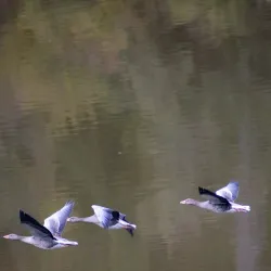 Engervannet Lake - Sandvika