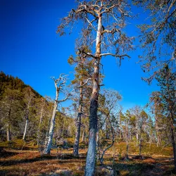 Ånderdalen National Park - Senja