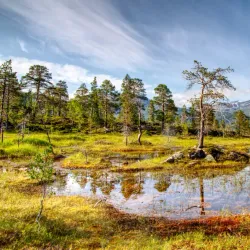 Ånderdalen National Park - Senja