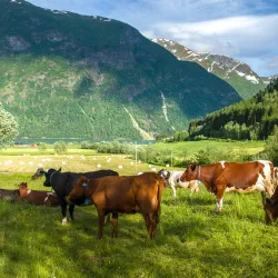Fjærland Village - Sogndal