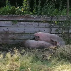 Egge Museum - Steinkjer