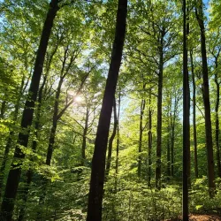Bøkeskogen (Beech Forest) - Stokke