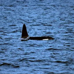 Fjord Sightseeing - Storslett