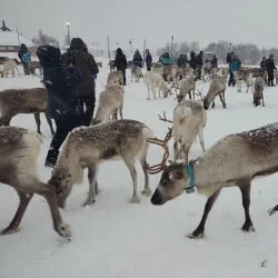 Sami Cultural Experiences - Storslett