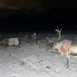Sami Cultural Experiences - Storslett
