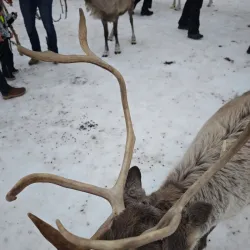 Sami Cultural Experiences - Storslett
