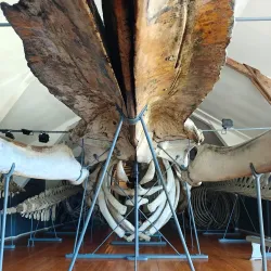 Tønsberg Fortress Museum - Tonsberg