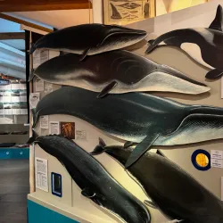 Tønsberg Maritime Museum - Tonsberg